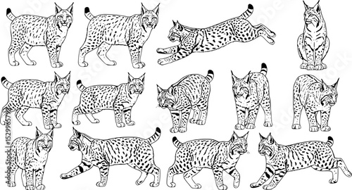 Collection of lynx and bobcat illustrations on a white background