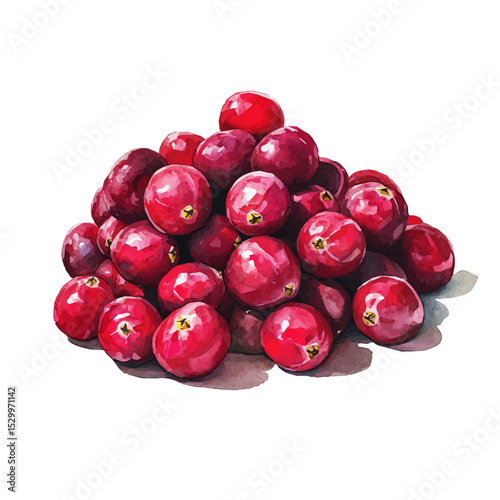 Fresh Cranberries Cluster, watercolor drawing vector, isolated on a white background.