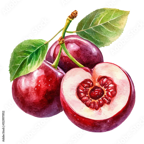 Fresh Cherry, watercolor illustration vector, isolated on a white background.