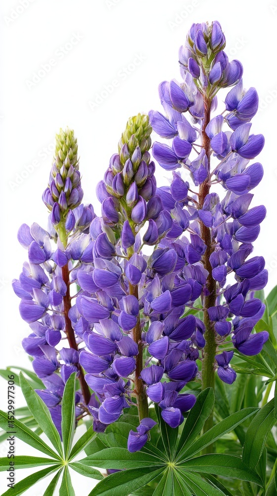 Obraz premium Close-up of vibrant purple lupine flowers against white background Ideal for editorial use, blog headers, emotional storytelling, or digital publications reflecting solitude, identity, and poetic visu