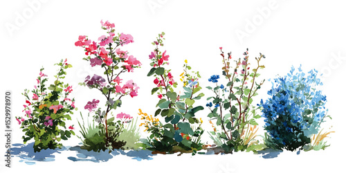 ornamental flowering bushes. Flowerbed with different blooming plants and flowers isolated on white background