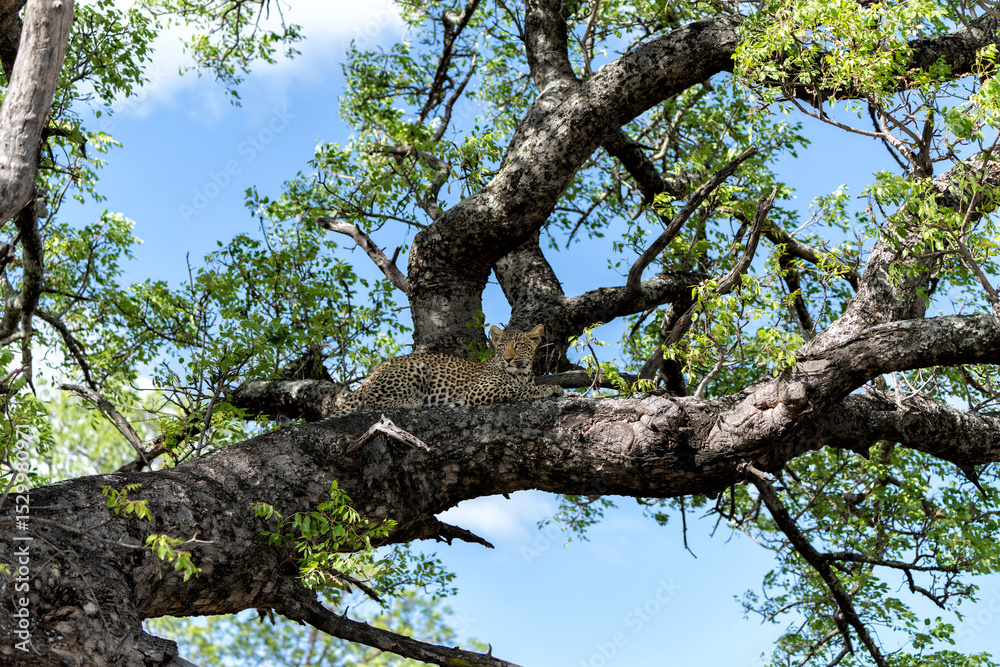 Fototapeta premium Leopard cub in the tree hiding for a hyena in Sabi Sands Game Reserve in the greater Kruger region in South Africa 