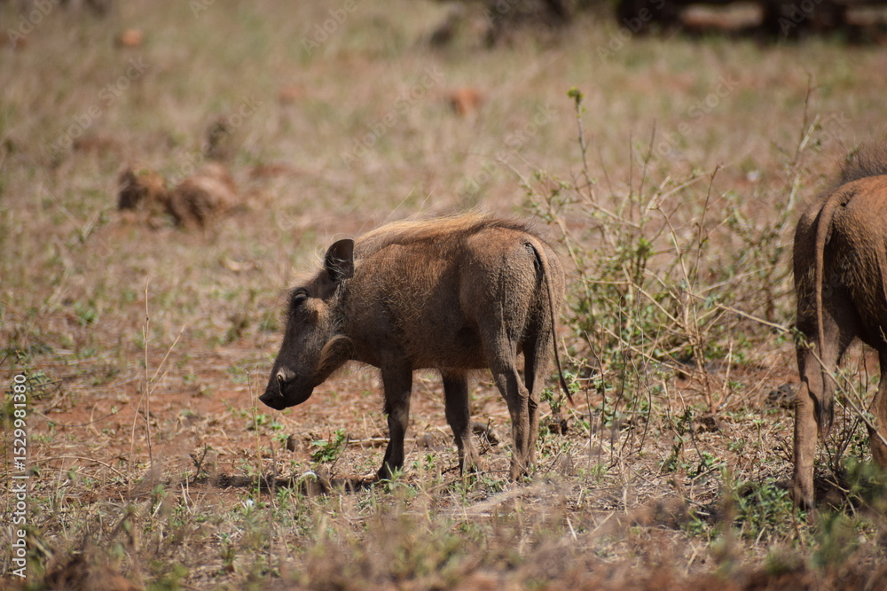 Fototapeta premium Small warthog in the wild