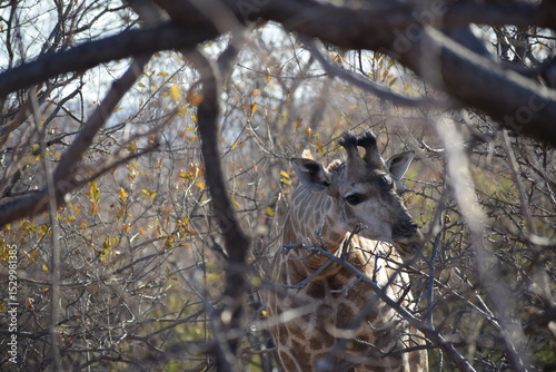 Giraffe looking through bush in field