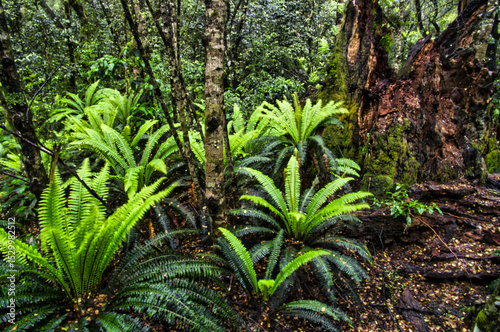 Crown Ferns (Lomaria discolor or Blechnum discolor) and huge, half-decomposed tree stump in the dense rainforest of Kaimanawa Forest Park, Rangitikei area, North Island, New Zealand
