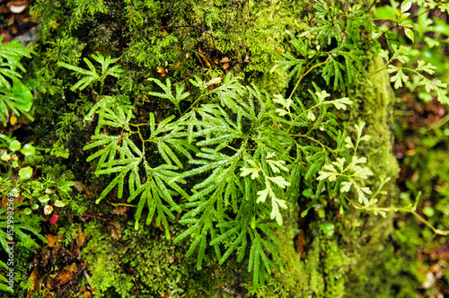 Umbrella ferns (Sticherus cunninghamii), mosses and lichen growing on a tree stump in Kaimanawa Forest Park, Rangitikei area, North Island, New Zealand

