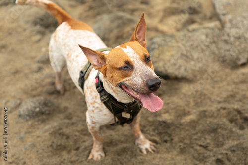 Dog on the beach, mix dog outside. 