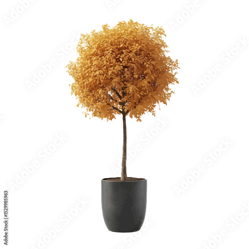 Autumnal yellow tree in dark pot isolated on white background