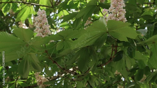 Chestnut branches sway in the wind