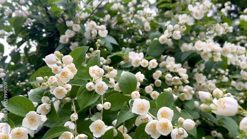 white spring flowers