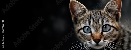 Tabby kitten with blue eyes looking at the camera