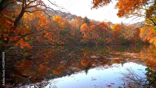 Still lake surrounded by autumn forest, orange and red foliage reflected perfectly in the water. Live desktop wallpaper