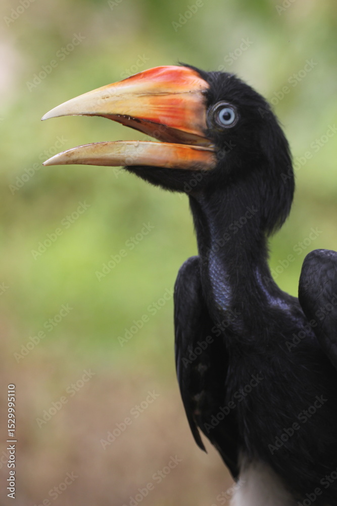 Fototapeta premium bird, hornbill, photo of a hornbill in the natural forest of Kalimantan, Indonesia