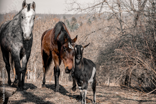 two horses and a goat on the pasture in winter.