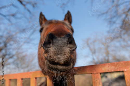 funny portrait of brown horse, selective focus.