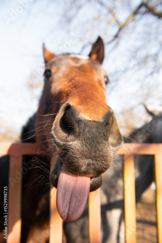 funny portrait of brown horse, selective focus.