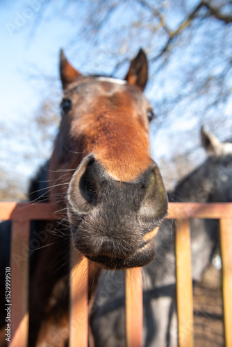funny portrait of brown horse, selective focus.