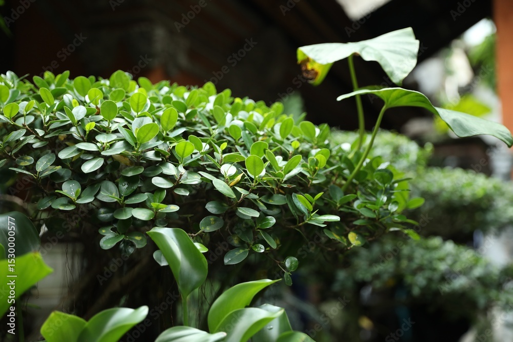 Obraz premium Beautiful plant with green leaves outdoors, closeup