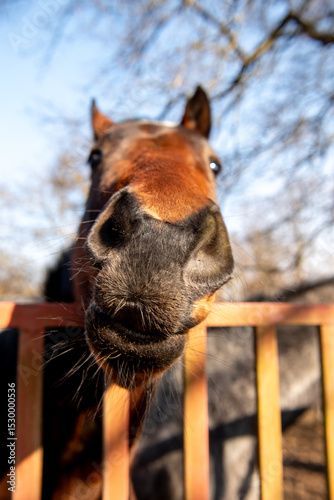 funny portrait of brown horse, selective focus.