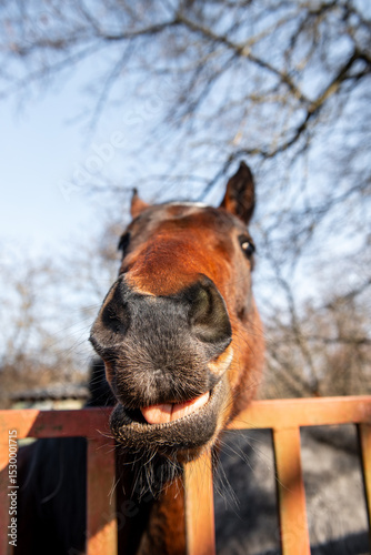 funny portrait of brown horse, selective focus.