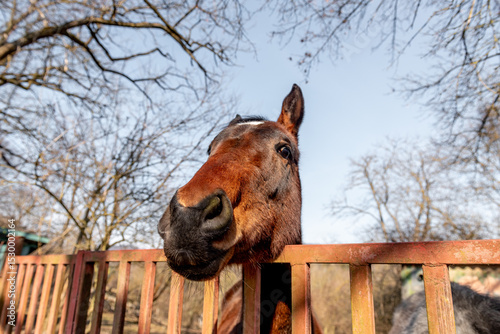 funny portrait of brown horse, selective focus.