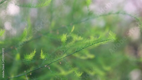 Close up of green leaves of Asparagus officinalis swaying in wind, selective soft focus. Sparrow grass is perennial flowering plant species in genus Asparagus, young sprouts are edible.