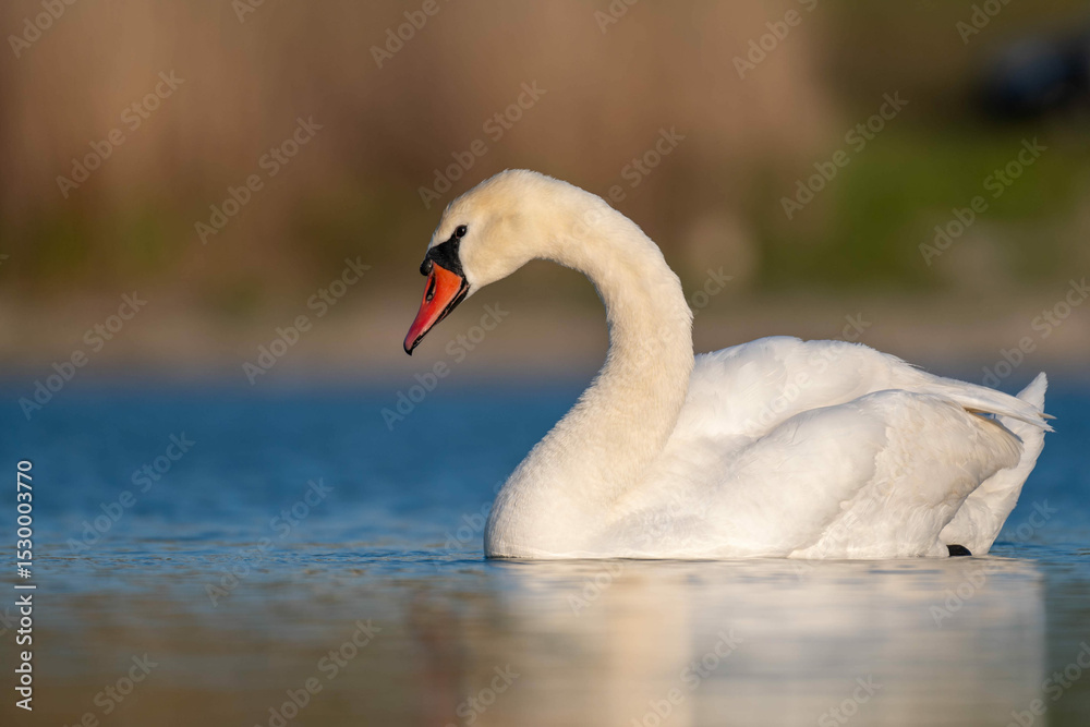 Fototapeta premium Mute Swan on Lake at Sunset