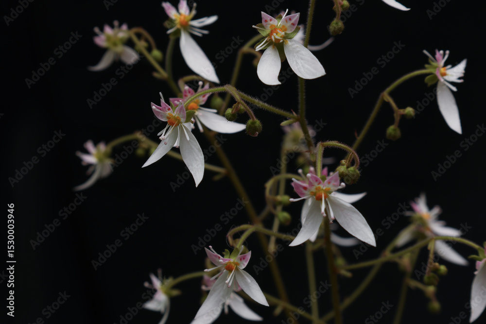 Obraz premium 黒背景のユキノシタの花