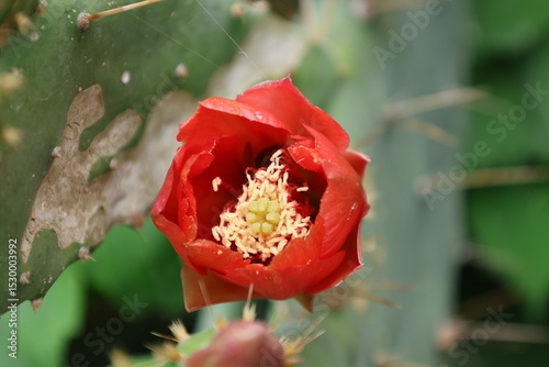 Cactus red flower. High quality photo