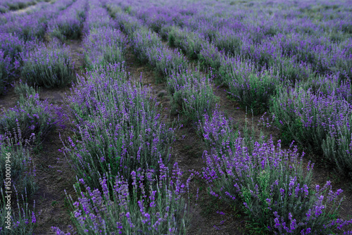 Endless rows of blooming lavender stretching into the distance at dusk