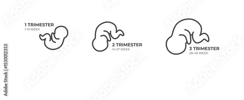 Fetal development icons showing pregnancy stages in outline vector style. Child growth symbols in medical timeline graphics