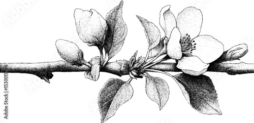 Elegant apple blossom dotwork tattoo design featuring a single flower on twig