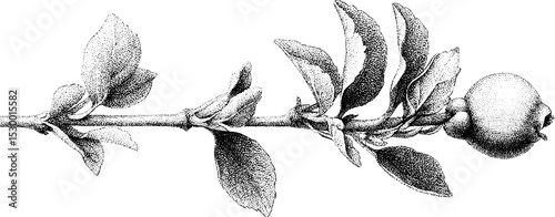 Apple tree branch with budding fruit: botanical art for nature design