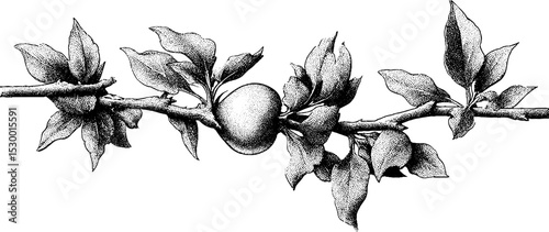 Detailed apple tree branch with budding fruit and leaves for nature design