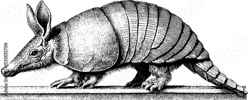 Armadillo with segmented armor plates walking on a path