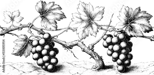 Autumn vineyard scene with bare vines and fallen leaves for seasonal design