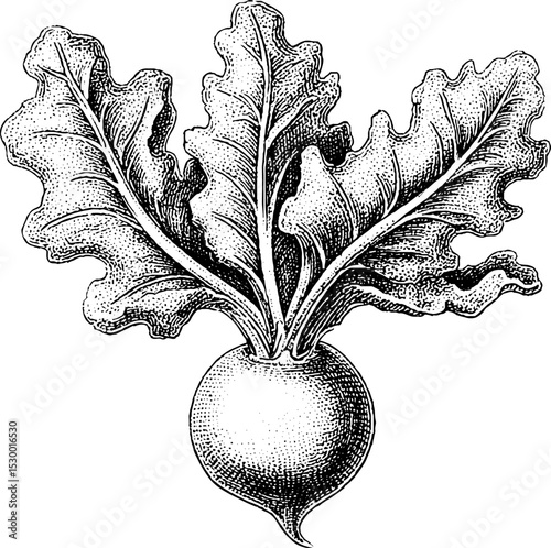 Beetroot with greens in dotwork tattoo style blackwork design for artistic inspiration