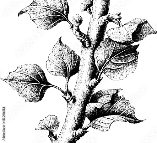 Birch sapling with leaves in dotwork style for tattoo design inspiration