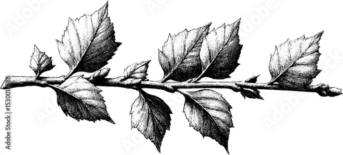 Birch sapling branch with leaves in dotwork tattoo style design for art projects