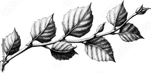 Birch sapling branch with small leaves in dotwork tattoo design for nature-inspired art