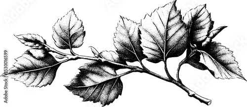 Birch sapling with small leaves dotwork tattoo design