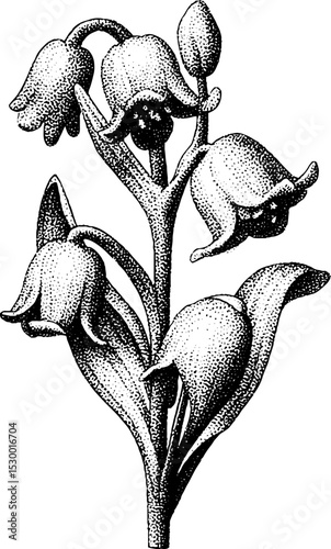 Botanical dotwork art of drooping bluebell bloom on slender stalk for decorative design