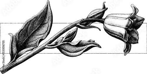 Dotwork bluebell flower with drooping bloom on slender stalk