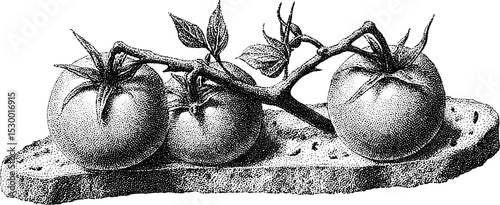 Rustic bruschetta with tomato and basil illustration for culinary design