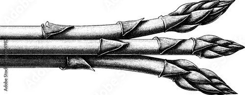 Dotwork tattoo style asparagus tips design in black ink for artistic use