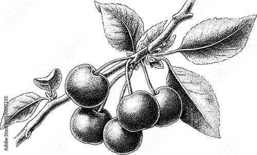 Intricate cherry cluster on a twig in dotwork tattoo style for nature-inspired designs