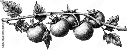 Cherry tomato cluster in dotwork tattoo style for artistic design