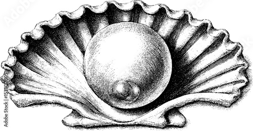 Clam shell with pearl and ripples for nautical design and decor