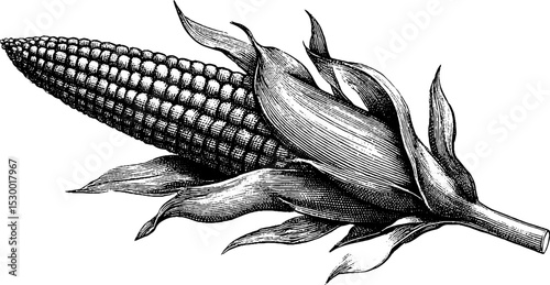 Intricate corn cob with husk in dotwork tattoo style design