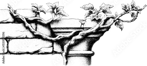 Vintage botanical art with vine tendrils on crumbling brick wall for home decor